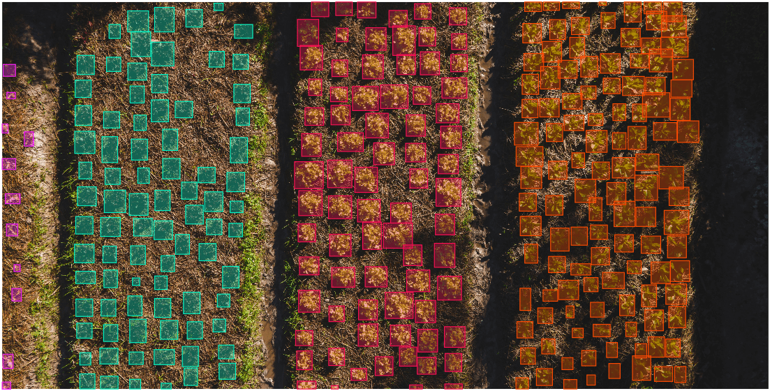 crops annotated using bounding boxes to monitor growth