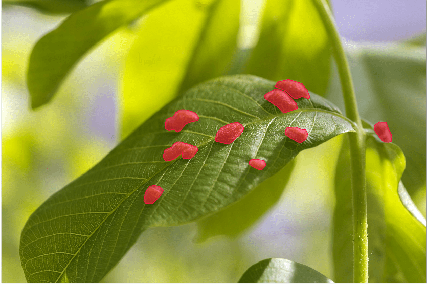 image of a leaf with the infected parts annotated using polygons