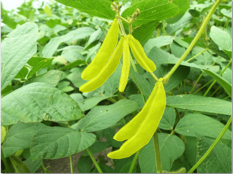 specific variety of crops annotated using polygons to train models