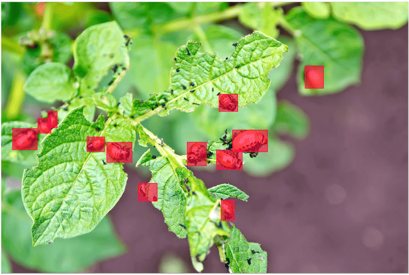 infected crop with pestes annotated